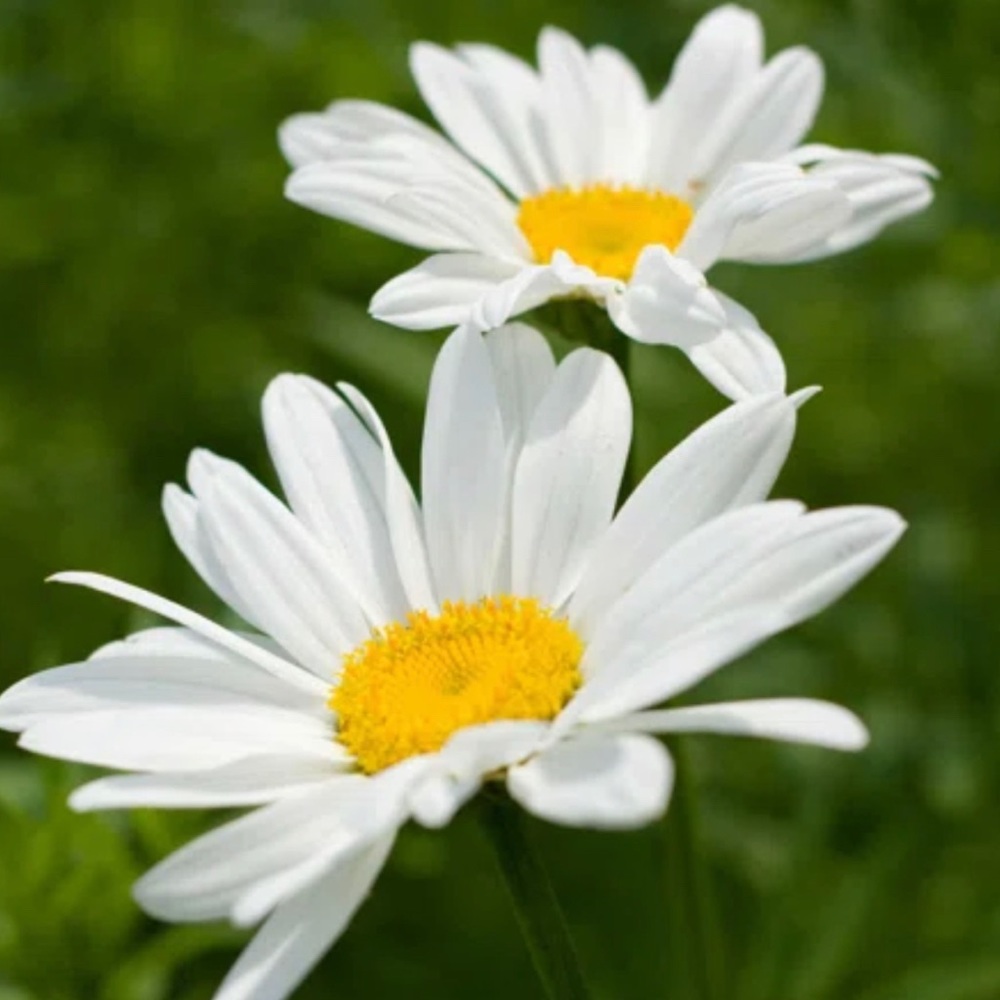 Divine Daisy